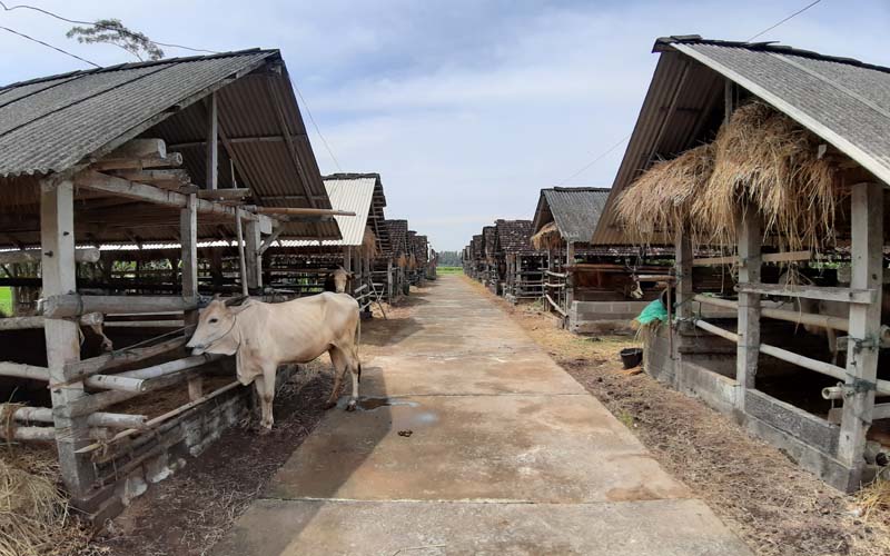 peternakan kelinci sidomulyo jogja terbaru