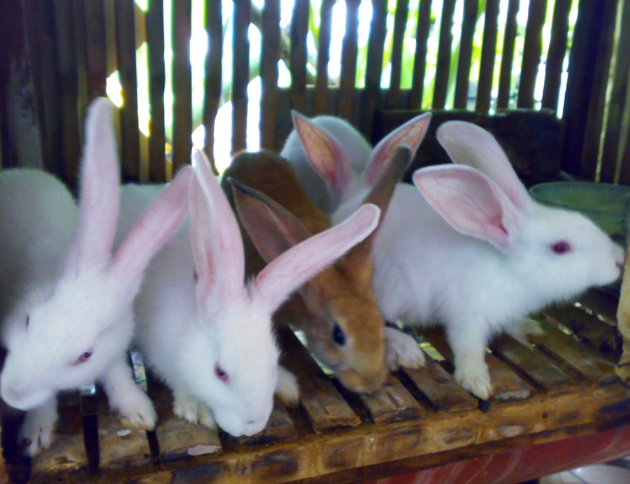 perkembangan ternak kelinci di indonesia