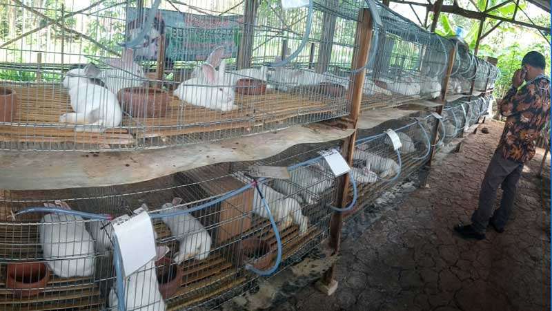 profil peternak farm kelinci bapak wagiman bumiaji terbaru