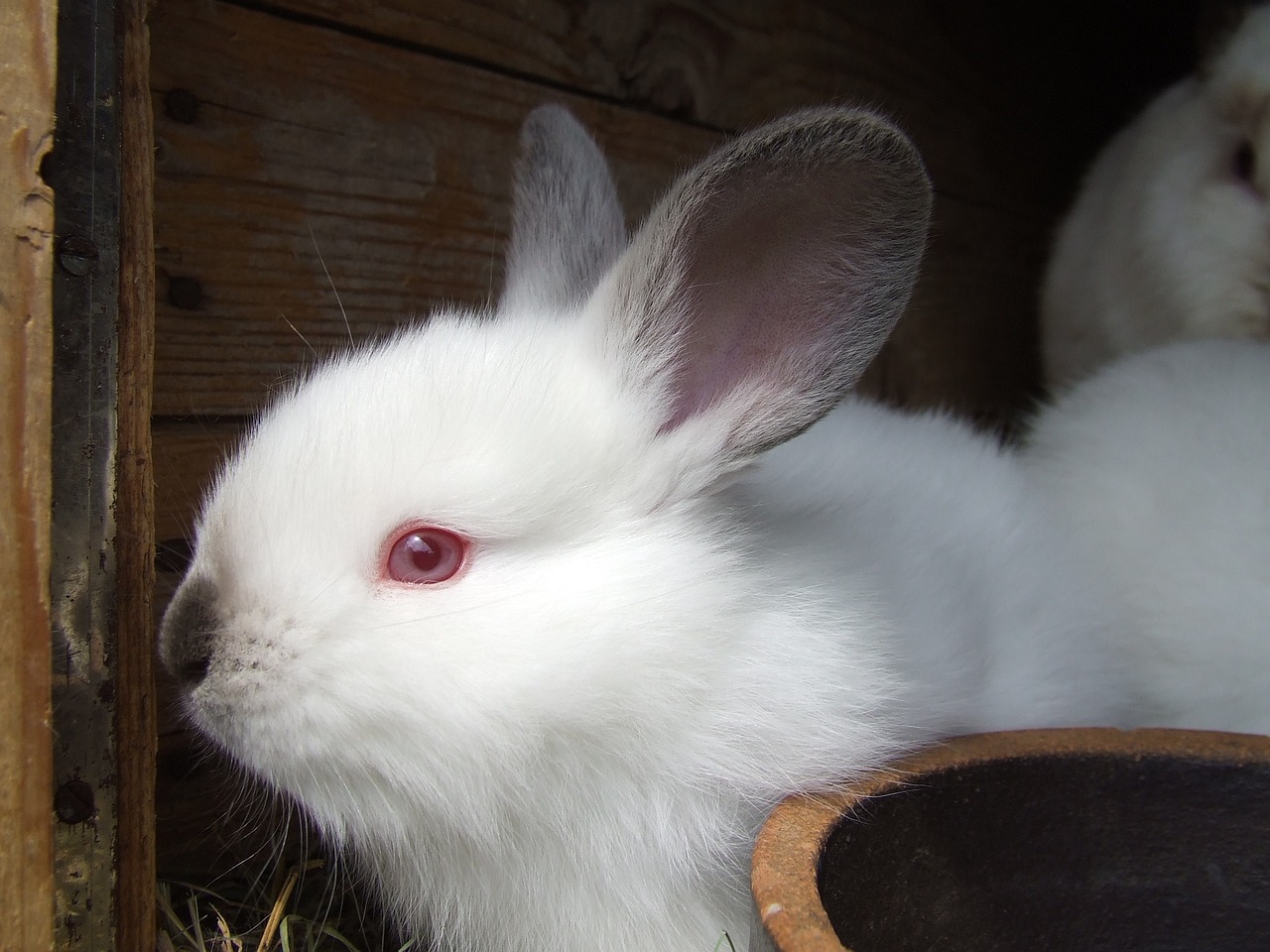 kelinci anggora paling lucu bukalapak populer bentuknya sangat