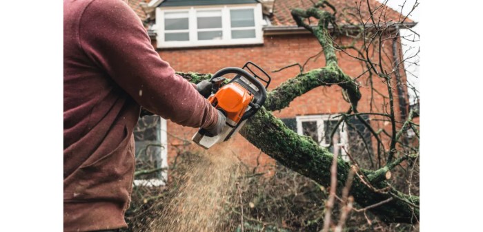 Will insurance companies pay for tree removal