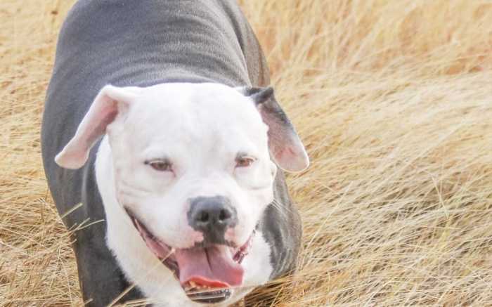 Which insurance companies allow pit bulls