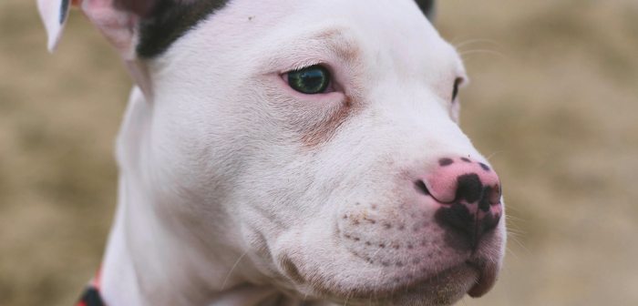 Which insurance companies allow pit bulls