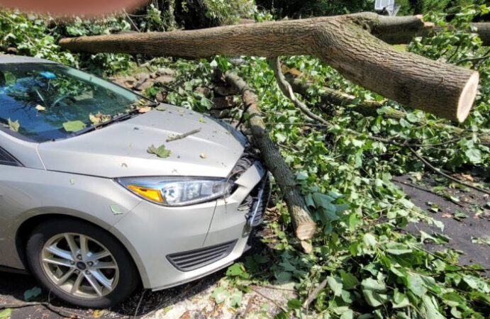 Will insurance companies pay for tree removal