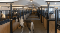 How to start a horse boarding business