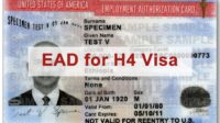 Ead h4 extension days receipt c26 category pending renewal work can card uscis redbus2us rule automatic fall under