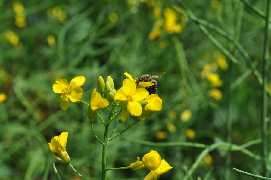 How doth the little busy bee