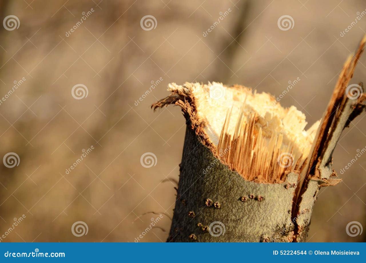 Logging trail stump inlet