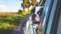 Pet transport services asked answers questions most their international does work