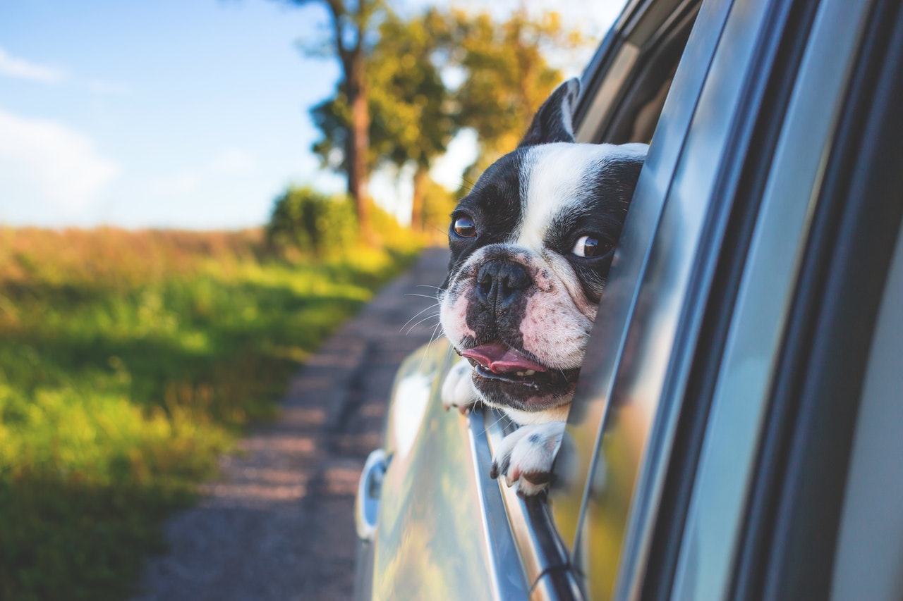 Pet transport services asked answers questions most their international does work